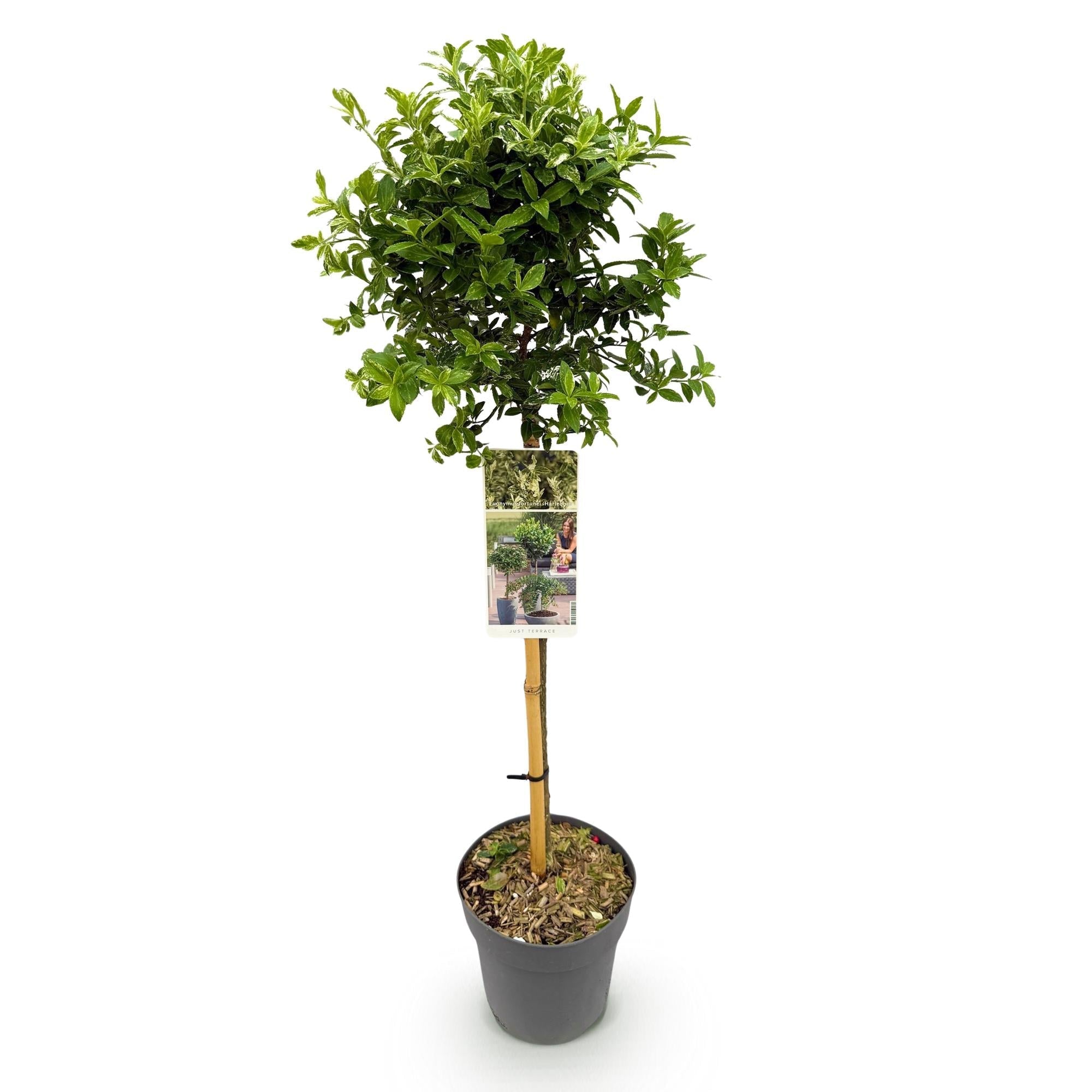 Euonymus fortunei ‘Harlequin’ – Immergrüne Stamm – Pflanze – Terrassen – & Gartenpflanze – pflegeleicht & kompakt – Topf Ø19cm – Höhe ca. 90cm – Plant