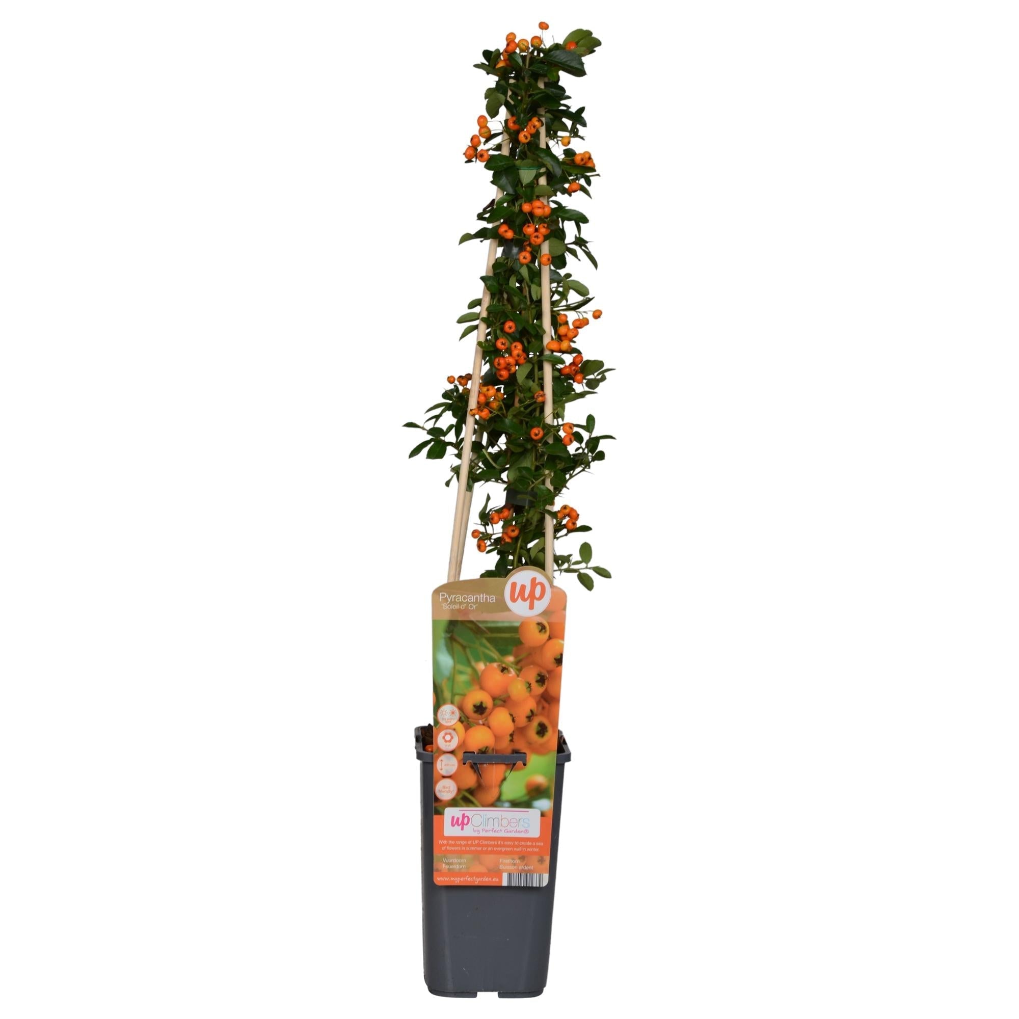 Feuerdorn – Pyracantha 'Soleil d’Or' – Ø15cm ↕65cm – Immergrüner Strauch mit gelben Beeren – Winterhart & vogelfreundlich – Plant