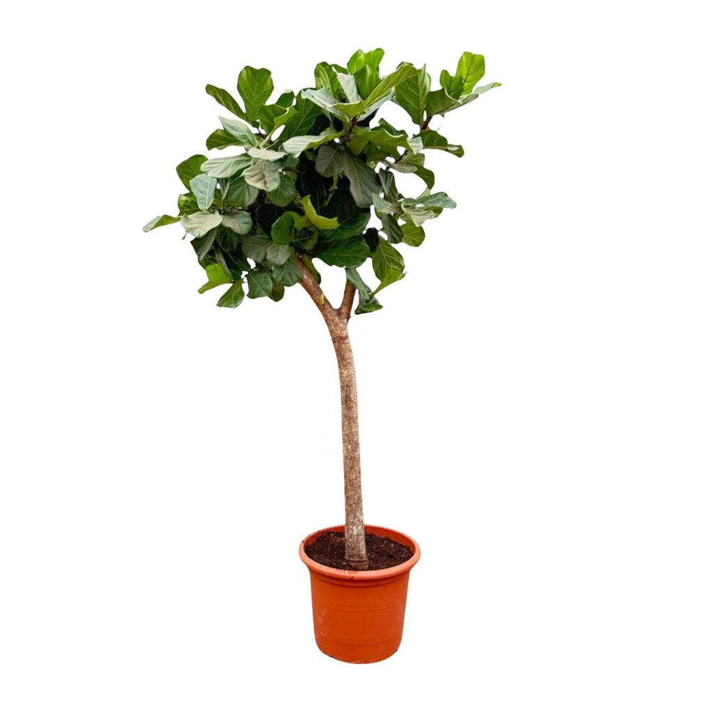 Ficus Lyrata Baum XXL 230cm – Geigenfeige Zimmerpflanze extra groß – Ø40-45cm – große glänzende Blätter – ideal für Wohnzimmer & Büro – Plant