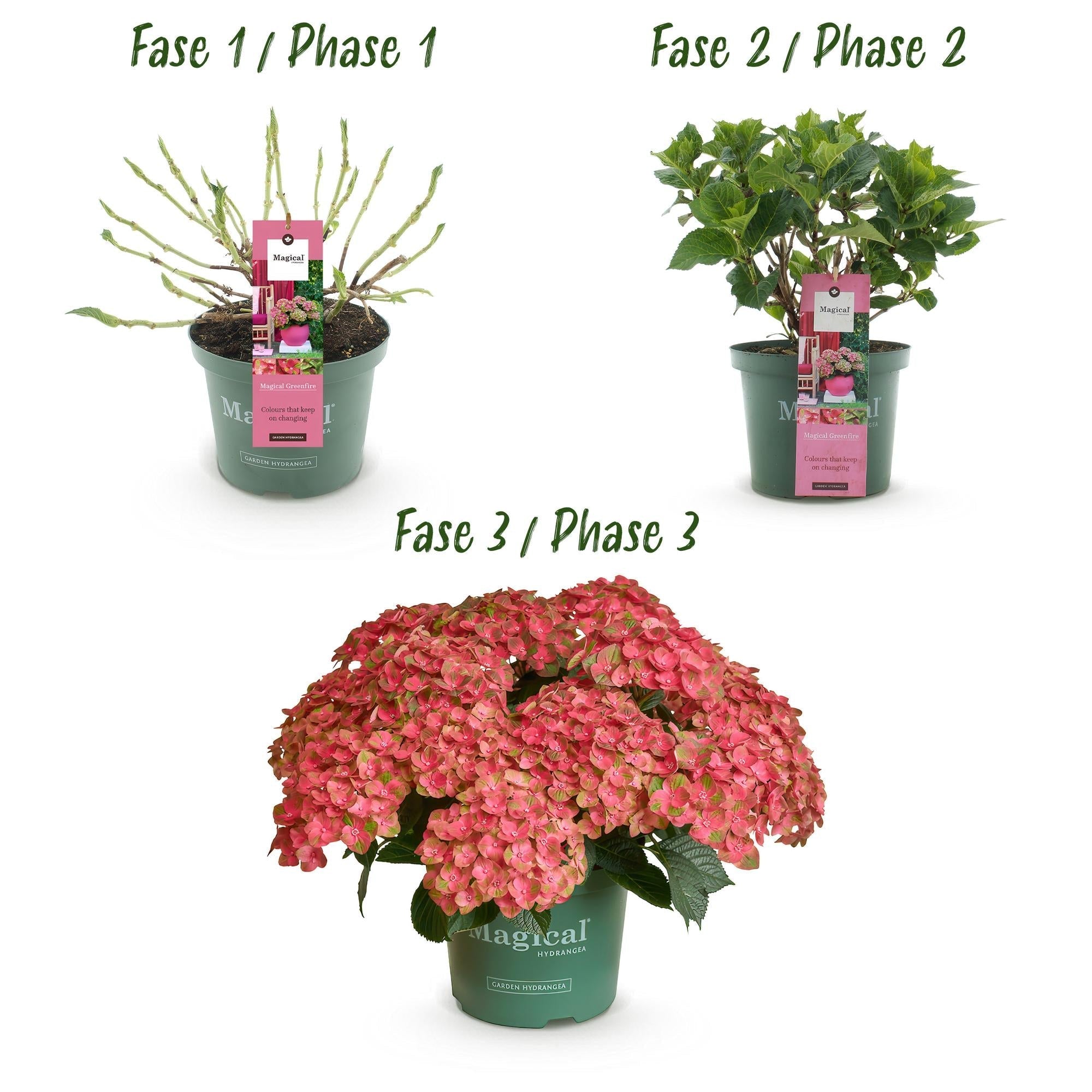 Hortensie Magical Green Fire – Hydrangea macrophylla – Rosa – Grün – Balkonpflanze – Im 23cm Topf – Ca. 55cm hoch – 6-10 Blüten – Pflegeleicht – Plant