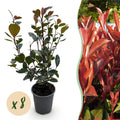 Glanzmispel Photinia Little Red Robin – 8 Pflanzen für 1 lfm Hecke – Immergrüner Strauch – 9cm – Höhe 30-35cm