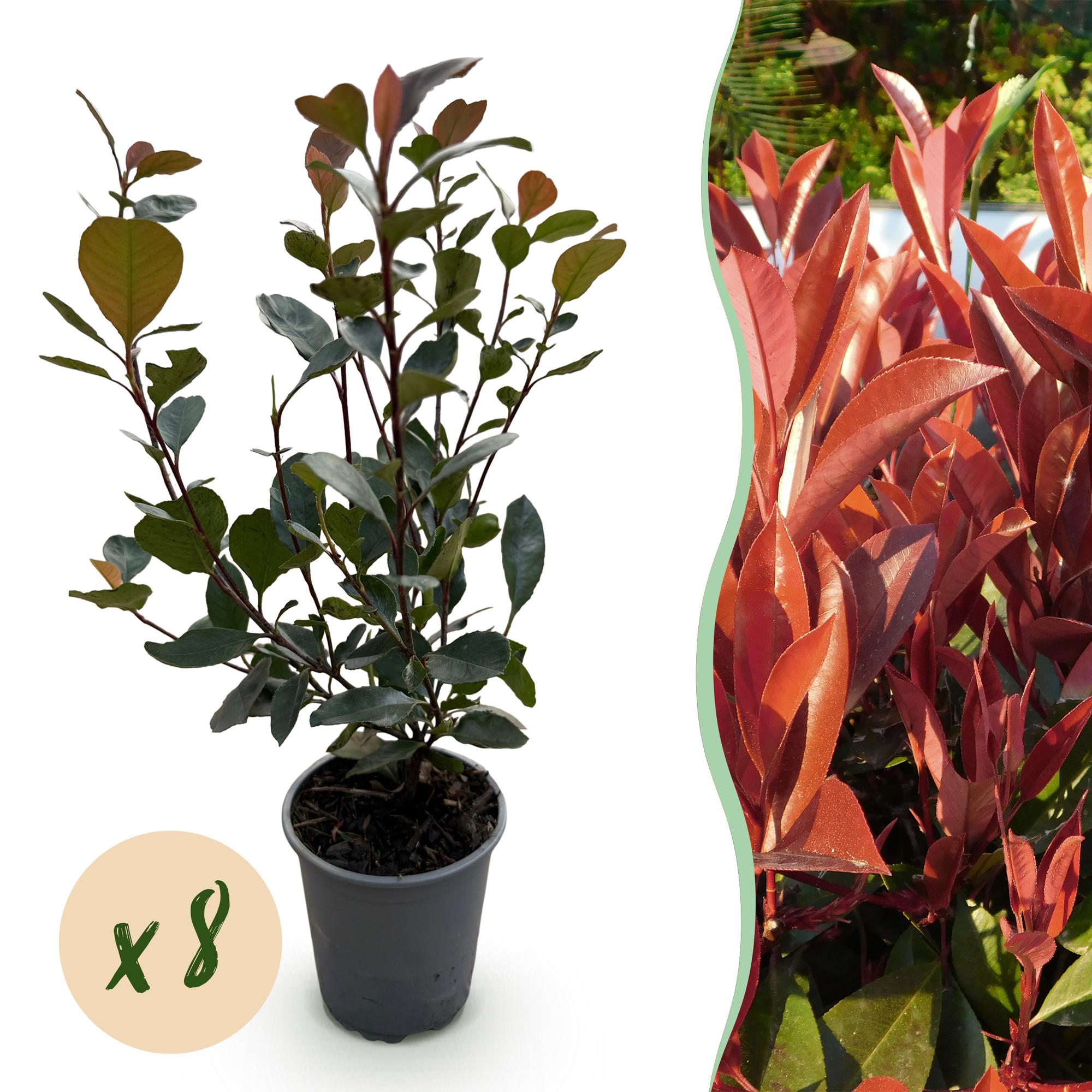 Glanzmispel Photinia Little Red Robin – 8 Pflanzen für 1 lfm Hecke – Immergrüner Strauch – 9cm – Höhe 30-35cm