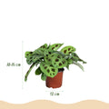 Maranta Mix Set Gebetspflanze Silverband Lemon Lime Kerchoveana Zimmerpflanze 3er Set inkl. Naturkorb