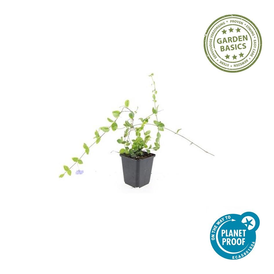 Kleinblättriges Immergrün Vinca minor 'Blue and Gold' – ↕10-25cm – Ø9cm – Wintergrüner Bodendecker mit goldgelbem Laub – Blau-lila Blüten – Für Beete & schattige Bereiche – Pflegeleicht & robust – Plant
