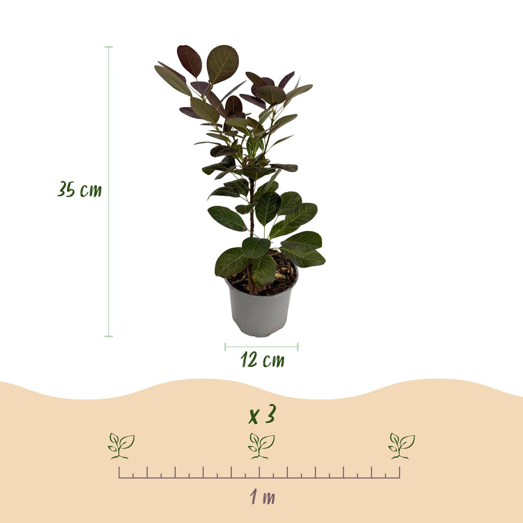 Perückenstrauch Cotinus coggyria Tricolour – 3 Pflanzen – 12cm – Höhe ca. 35cm – Pflegeleichter Strauch in Lila, Grün & Gelb