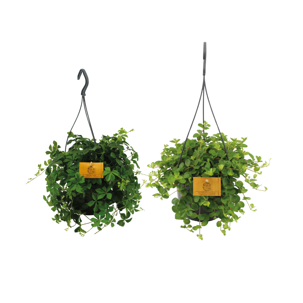 Hängepflanzen-Duo – 2 Pflanzen– Ø15cm – Höhe ca. 25cm – Üppige, pflegeleichte Zimmerpflanzen – Ideal für Haken, Pflanzenständer & Innenbereiche – Plant