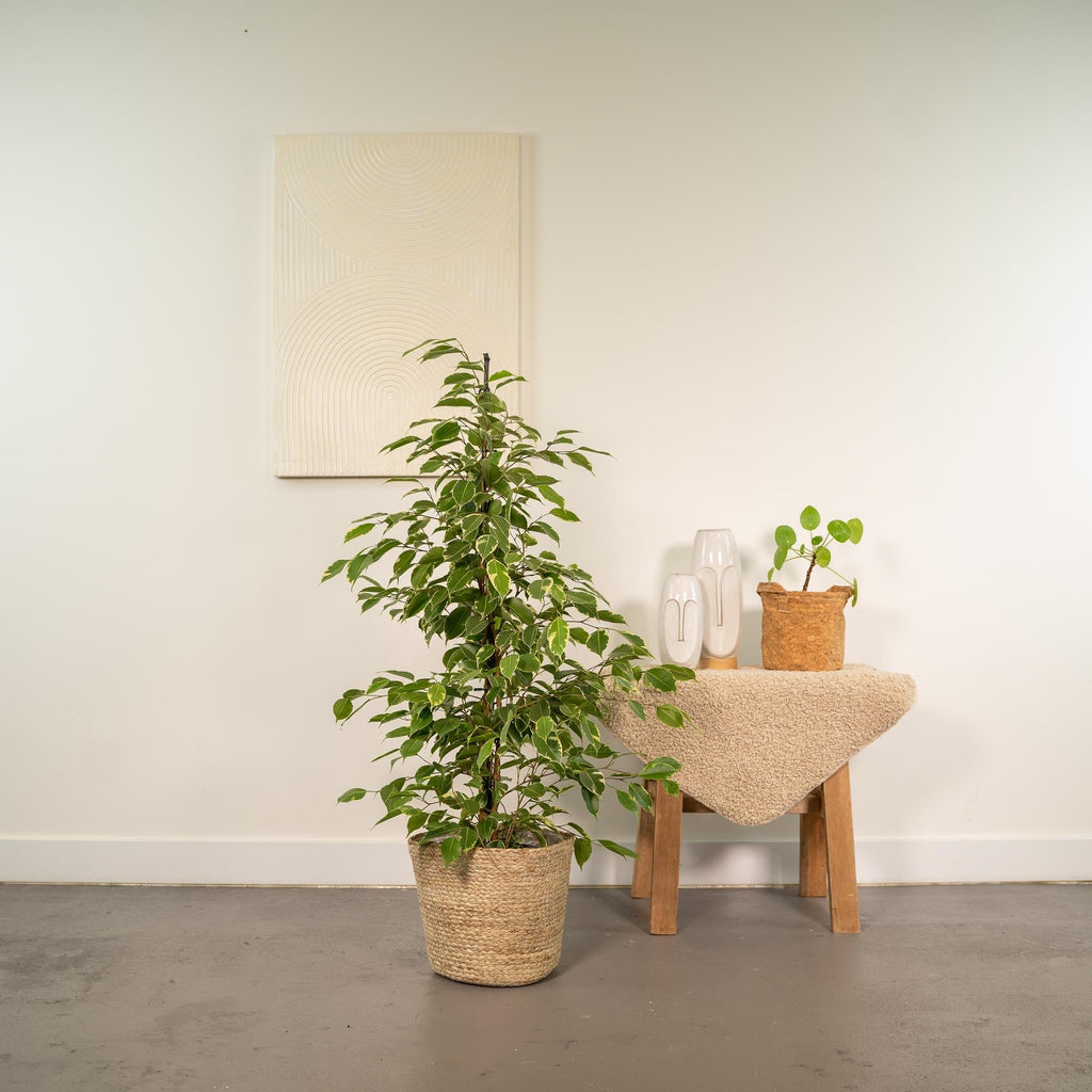 Ficus benjamina Goldenking – Ø21cm – ↕95cm inkl. Korb Selin – Luftreinigende Zimmerpflanze mit zweifarbigem Blattwerk – Pflegeleichter Benjamini im Naturkorb – Für Wohnzimmer Büro Flur – Frisch aus der Gärtnerei – Plant