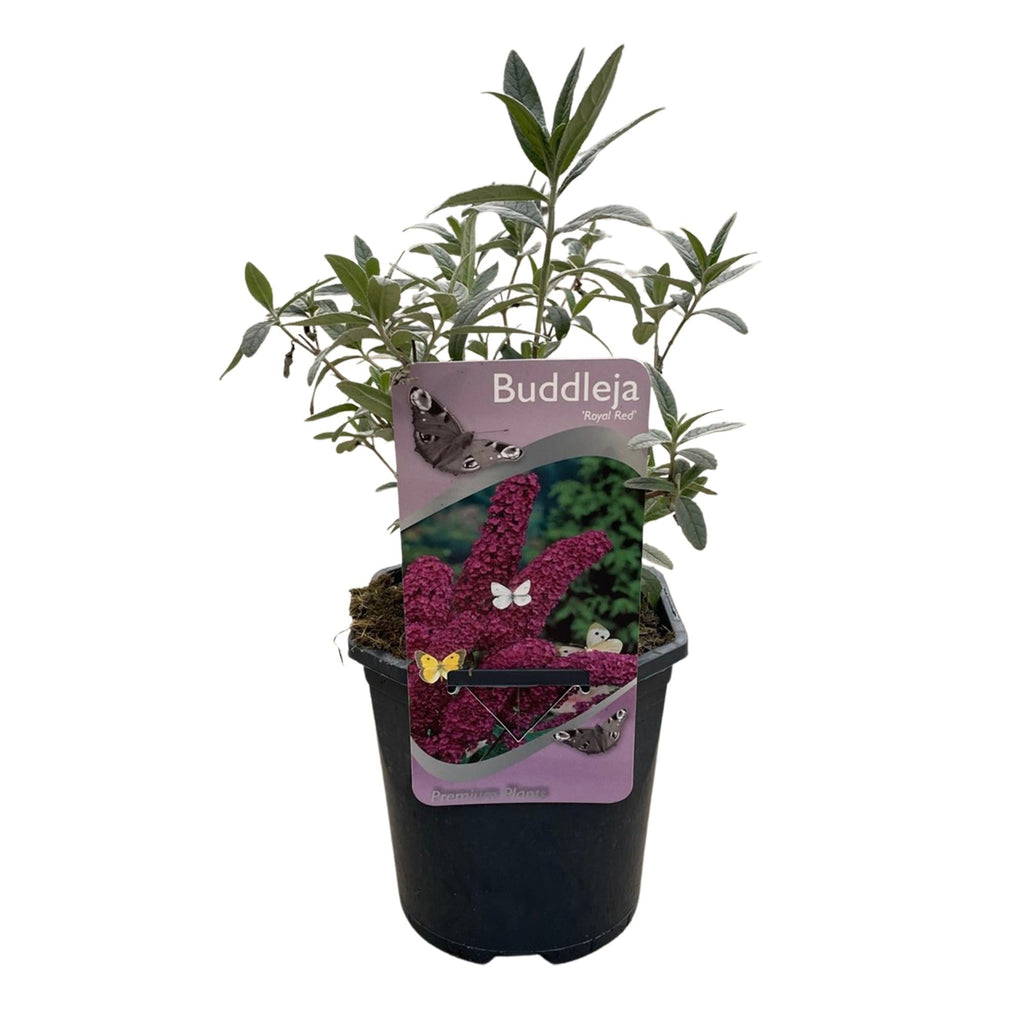 Schmetterlingsstrauch Buddleja davidii Royal Red – Rote Blüten – Laubabwerfend – Schmetterlingsfreundlich – 17cm Höhe 25cm – Plant