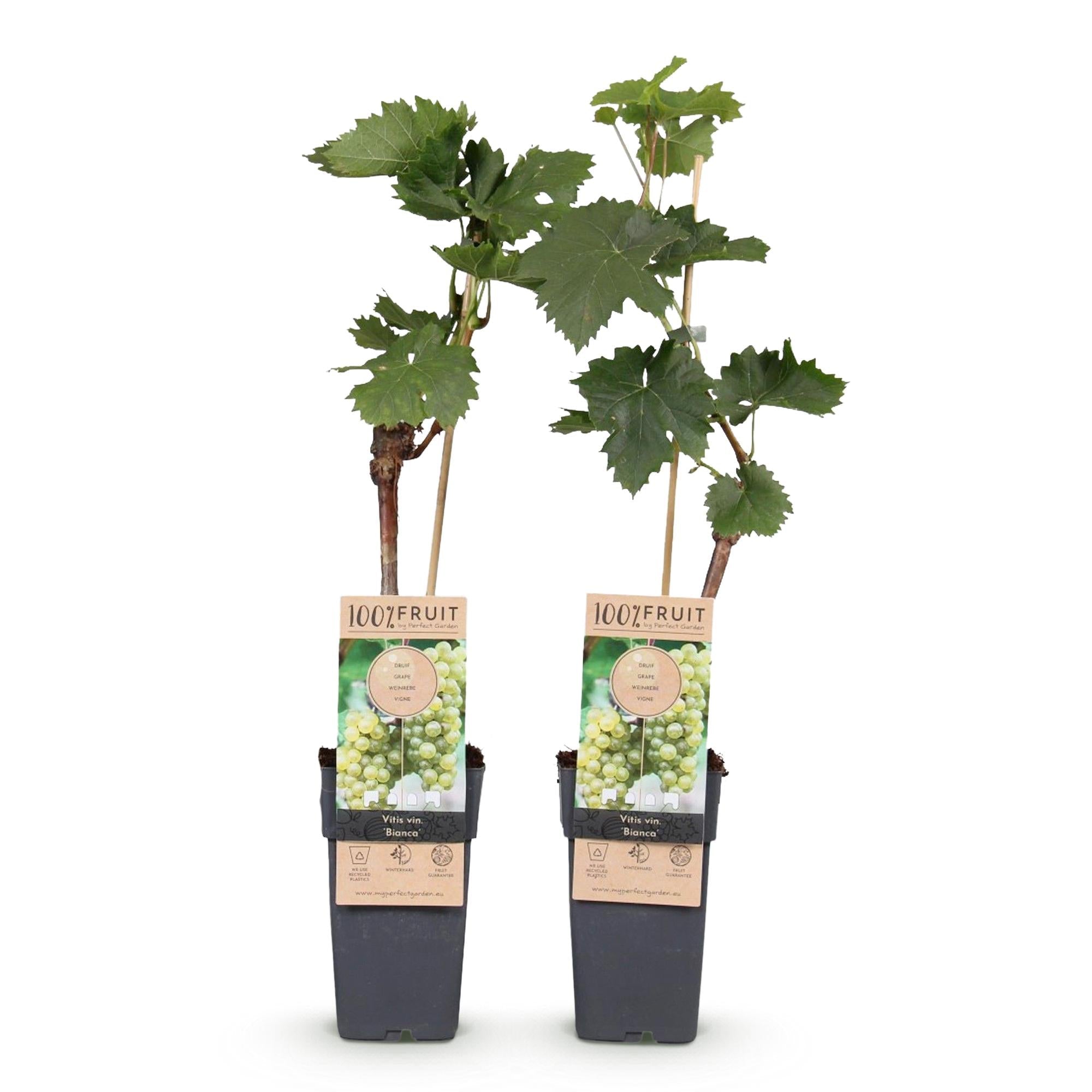Weinrebe Vitis vinifera 'Bianca' – Weiße Traube – 2 Pflanzen – Ø15cm – Höhe ca. 50cm – Süße Tafeltrauben – Reich an Vitaminen – Plant