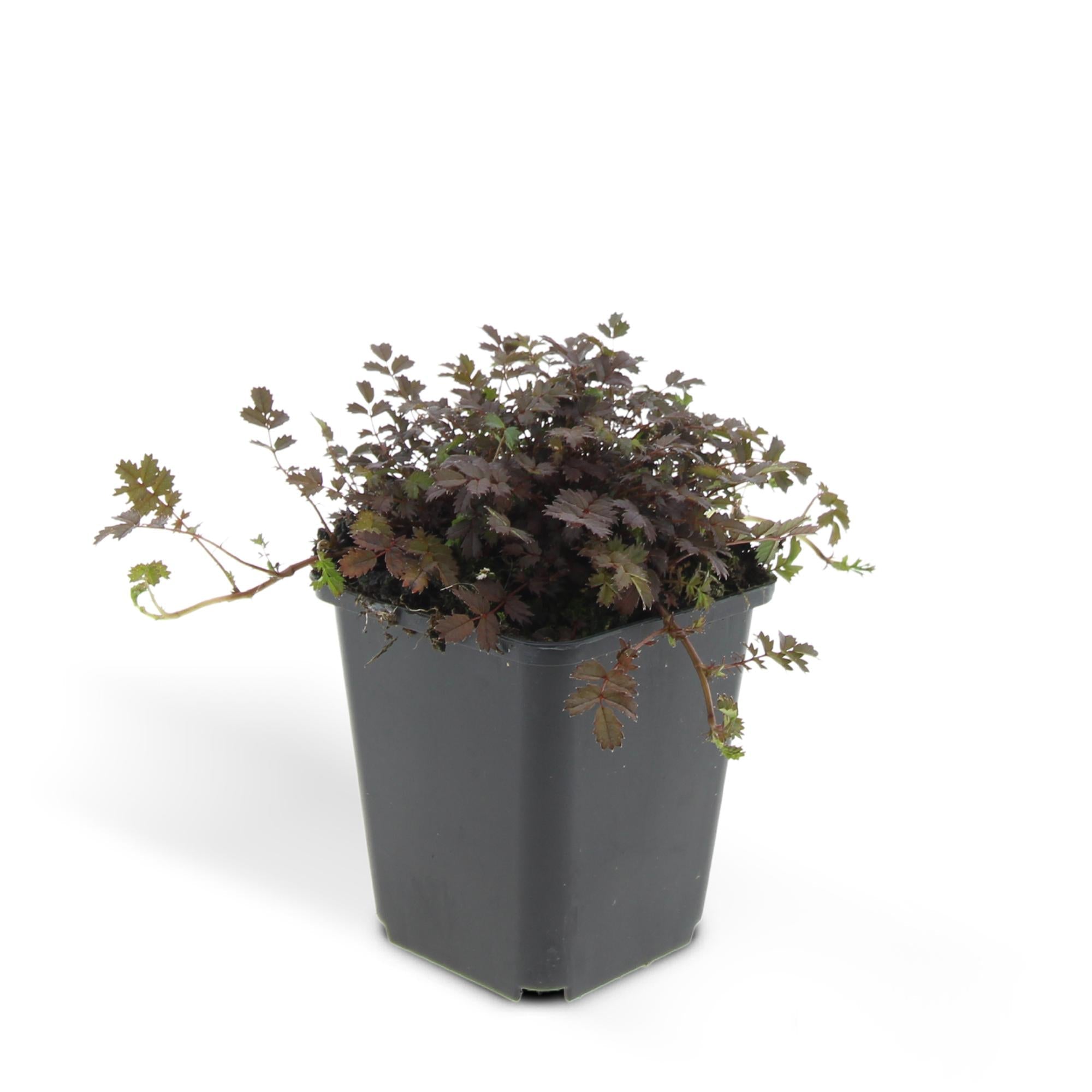 Acaena microphylla 'Kupferteppich' – Bodendecker Ø9cm – Höhe 10-25cm – Flachwachsende, pflegeleichte Pflanze – Für Garten, Steingarten & Wege – Plant