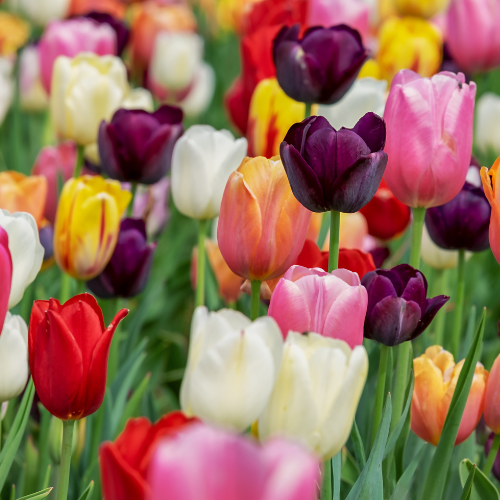 Tulpenzwiebeln Mix-Paket – 15 Beutel à 20 Zwiebeln – Insgesamt 300 Tulpenzwiebeln – Bunte Frühlingsblüher für Beet, Kübel & Vorgarten – Plant