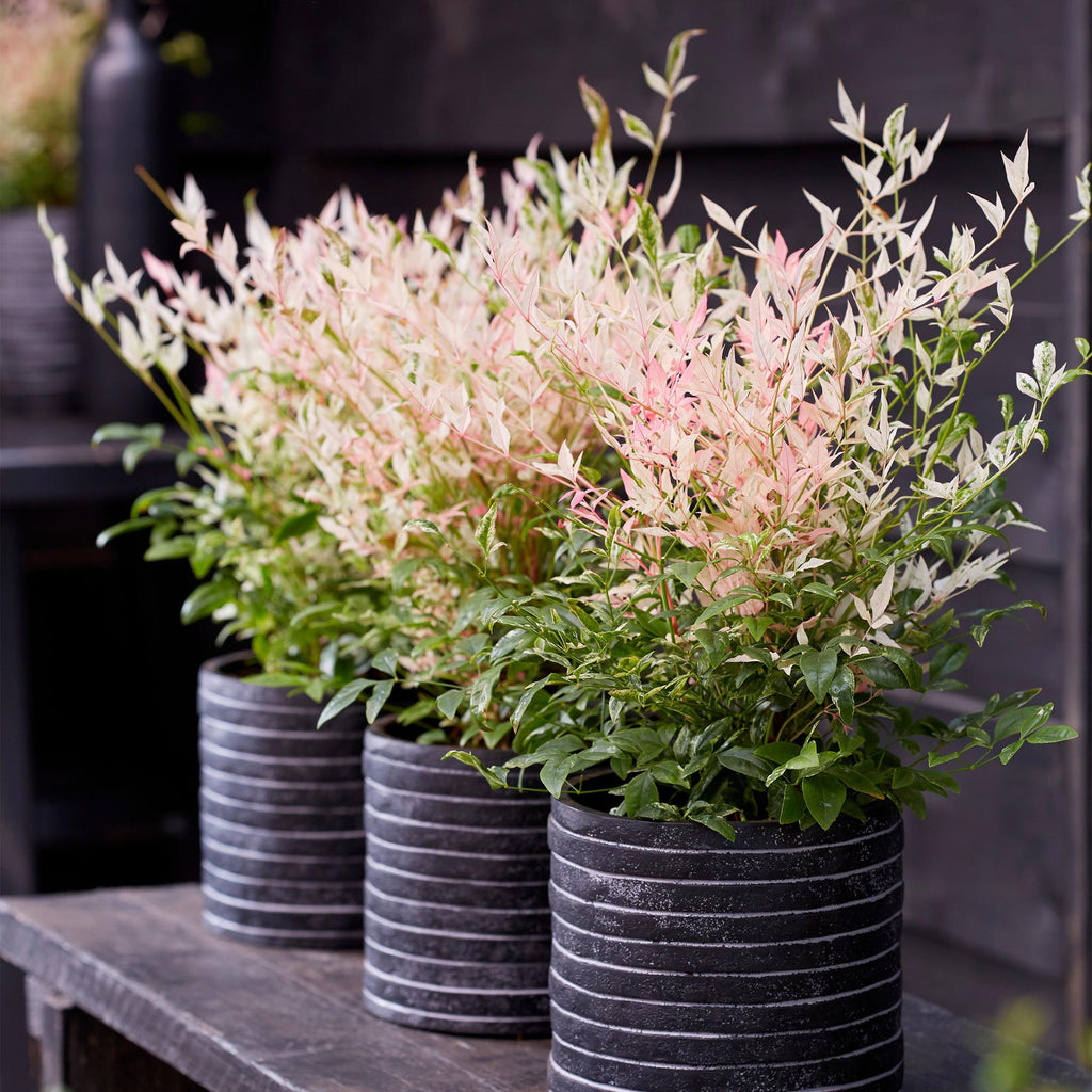 Heiliger Bambus Nandina Twilight – 17cm Höhe ca.45cm – Immergrün & farbwechselnd – Bunt rosa Laub – Pflegeleichter dekorativer Zierstrauch – Plant