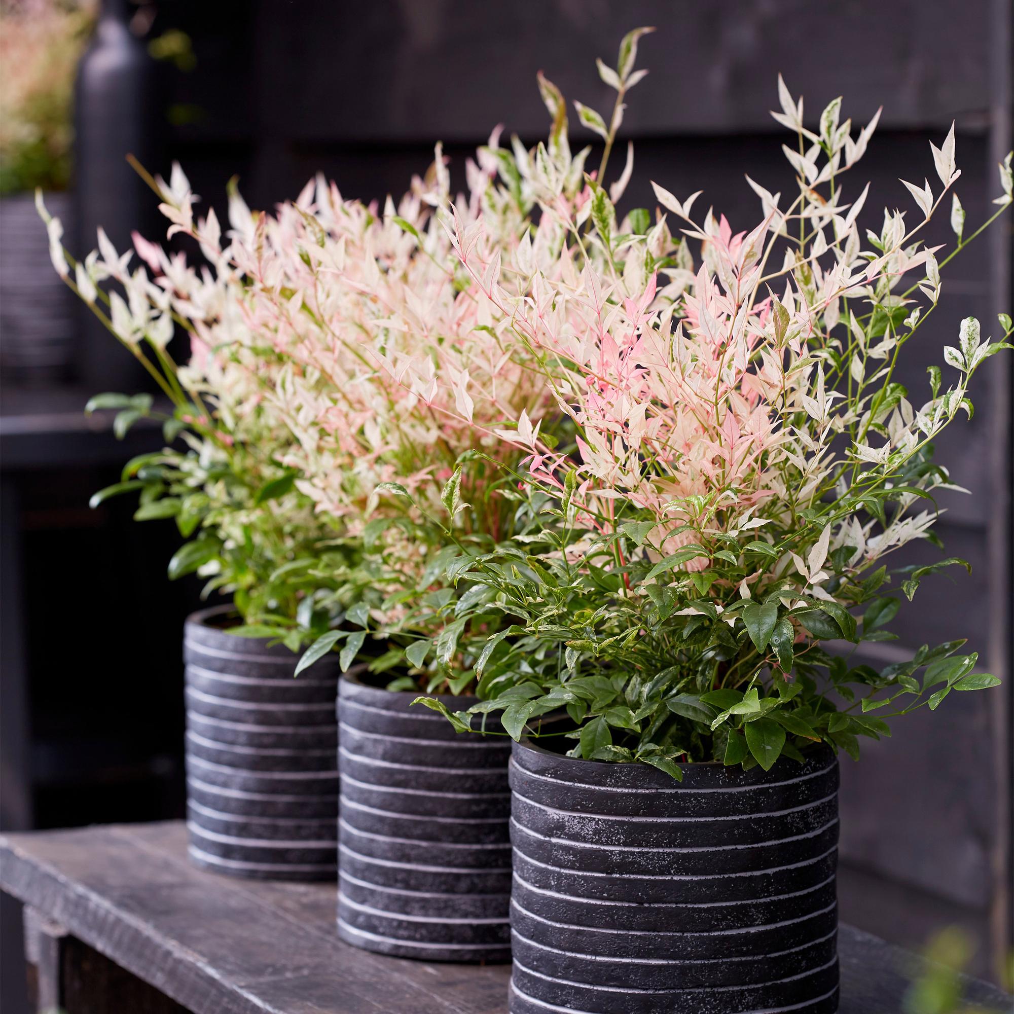 Heiliger Bambus Nandina Twilight – 17cm Höhe ca.45cm – Immergrün & farbwechselnd – Bunt rosa Laub – Pflegeleichter dekorativer Zierstrauch – Plant