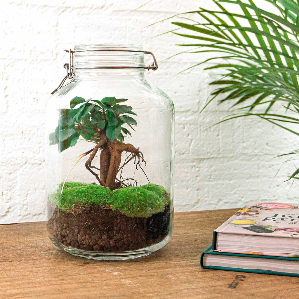 Flaschengarten DIY Bausatz Ficus Ginseng Bonsai – Terrarium Ø18cm H28cm – Selbstbewässerndes Mini – Ökosystem – Do – It – Plant