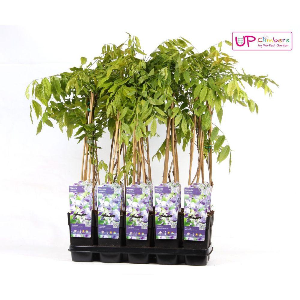 Blauregen – Wisteria floribunda 'Naga Noda' – Purpurner Regen – Ø15cm ↕65cm – Plant