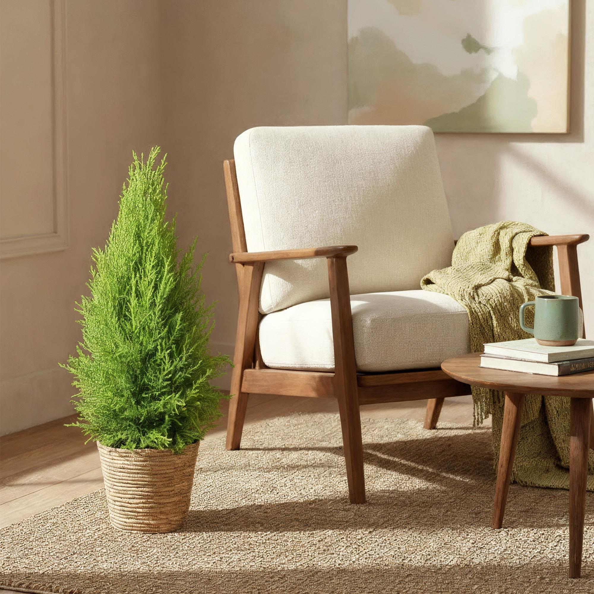 Cupressus Gold Crest Wilma – 85-95cm – 21cm inkl. Naturkorb – Pflegeleichte Zimmerkonifere – Plant