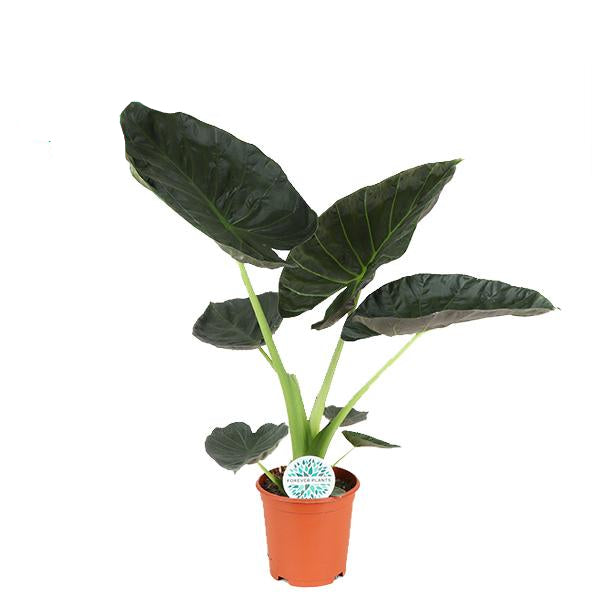 Elefantenohr Alocasia Regal Shield – große Zimmerpflanze mit herzförmigen Blättern – Höhe ca. 90cm Ø21cm – Plant