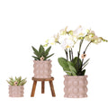 Pflanzenset Cotton Sand – Grüne Pflanzen mit Weißer Phalaenopsis Orchidee Ghent – 3 Keramiktöpfe in Sandfarbe mit Holzständer – Natürlich & stilvoll – Plant