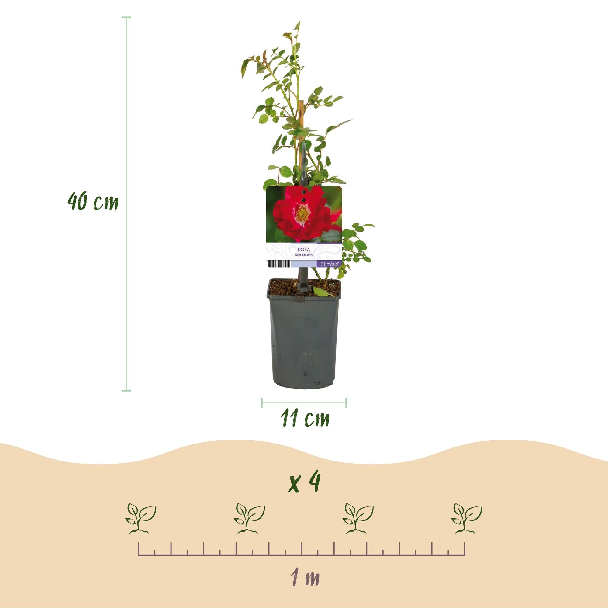 Kletterrose – Rosa Red Queen – Rote Blüten – Stark duftend – 2 Pflanzen – 11cm – Höhe 40cm – Geringer Pflegeaufwand – Plant