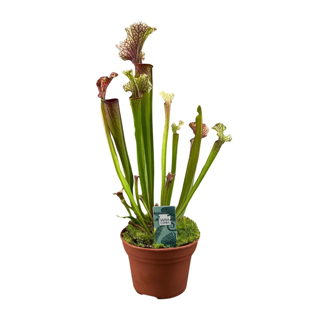 Schlauchpflanze Sarracenia 'Judith Hindle' – Karnivore Zimmerpflanze – Ø12cm – ca. 30cm hoch – Exotisch & pflegeleicht – Für helle bis halbschattige Standorte – Plant