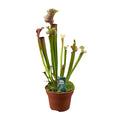 Schlauchpflanze Sarracenia 'Judith Hindle' – Karnivore Zimmerpflanze – Ø12cm – ca. 30cm hoch – Exotisch & pflegeleicht – Für helle bis halbschattige Standorte – Plant