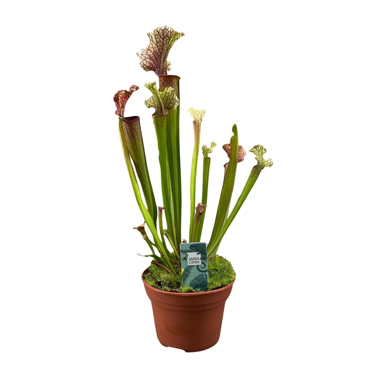 Schlauchpflanze Sarracenia 'Judith Hindle' – Karnivore Zimmerpflanze – Ø12cm – ca. 30cm hoch – Exotisch & pflegeleicht – Für helle bis halbschattige Standorte – Plant