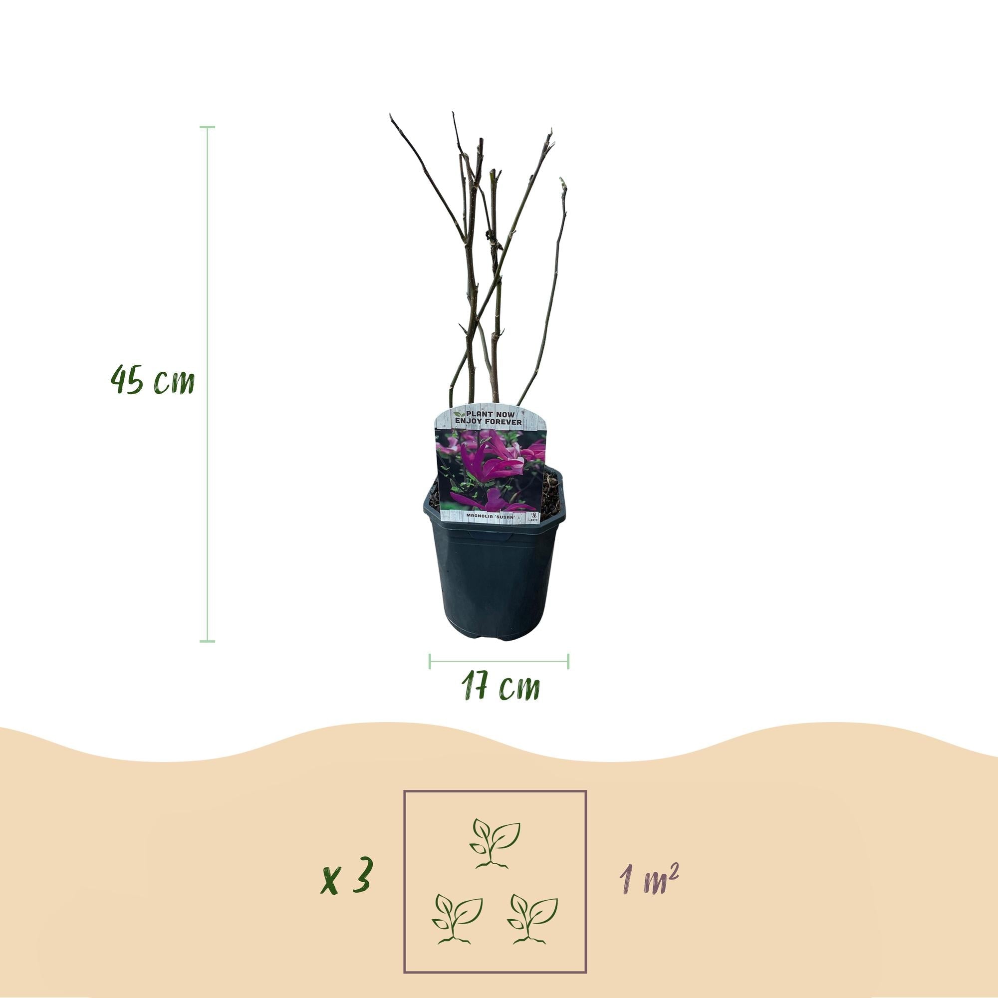 Purpur – Magnolie Magnolia Susan – Strauch – Blumen dunkelrosa – Wenig Pflege – 17cm Höhe 45cm – Frühjahrsblüher für Garten & Terrasse – Plant