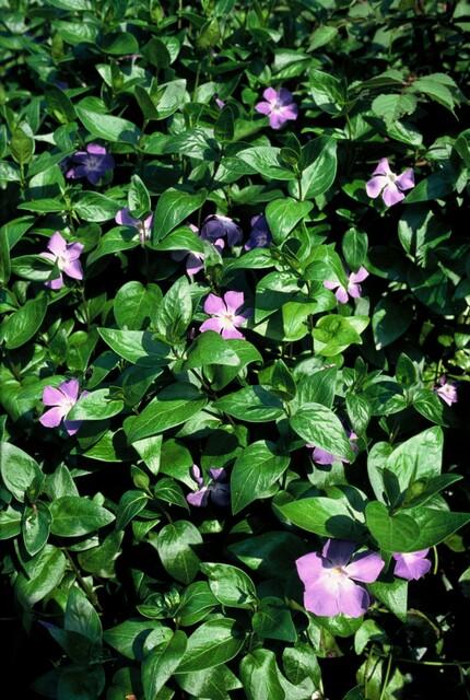 Großes Immergrün Vinca major – ↕10-25cm – Ø9cm – Immergrüner Bodendecker mit violett – blauen Blüten – Plant