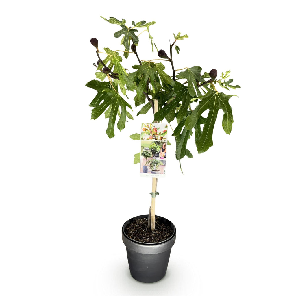 Feigenbaum Ficus carica Little Miss Figgy – 19cm Höhe ca.90cm – Winterhart & laubabwerfend – Kompakter Feigenbaum mit grünen Früchten – Plant