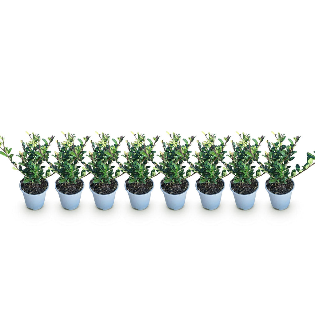 Ilex crenata Caroline Upright – 8 Pflanzen für 1 lfm Hecke – Immergrüner Strauch – 9cm Topf – Höhe 25-30cm