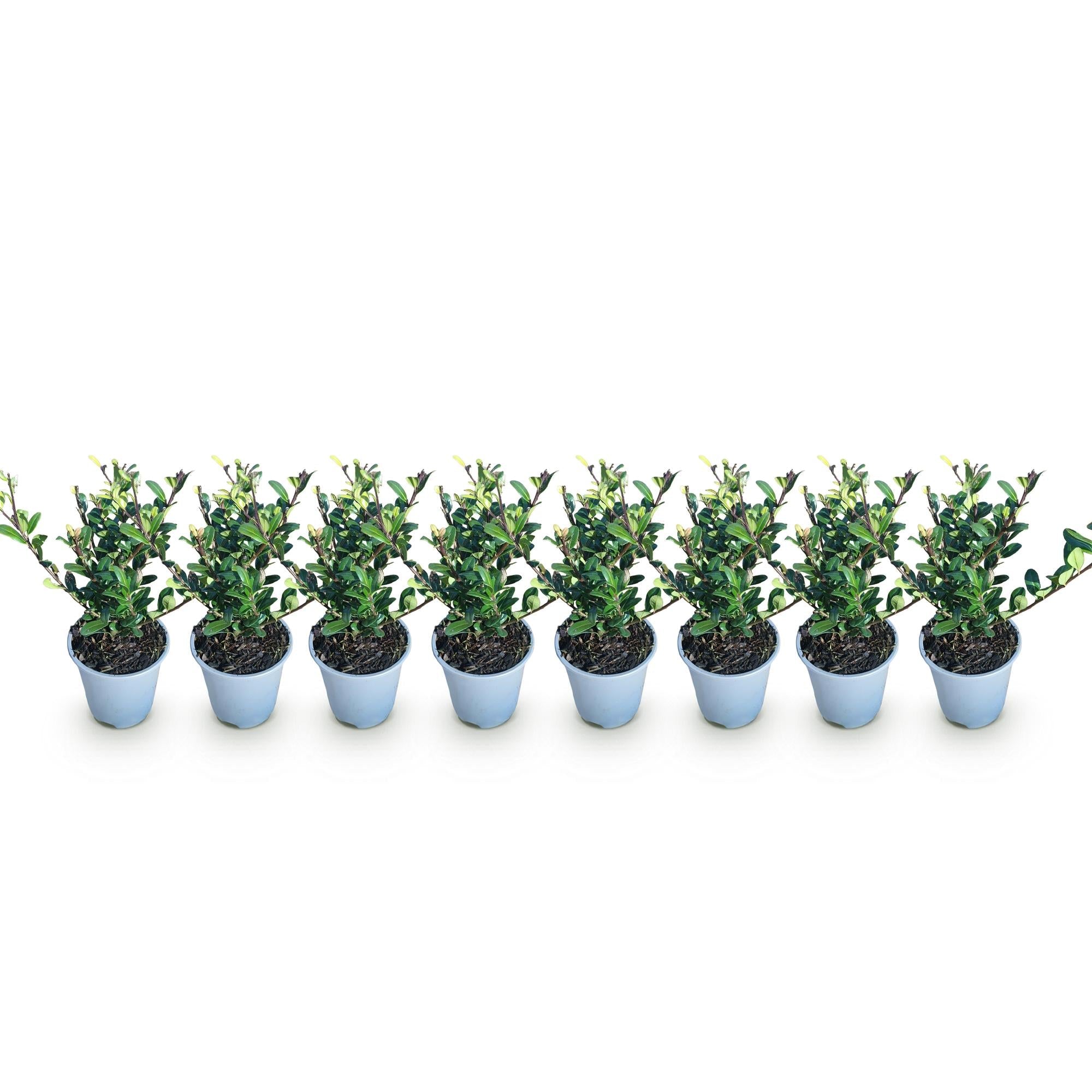 Ilex crenata Caroline Upright – 8 Pflanzen für 1 lfm Hecke – Immergrüner Strauch – 9cm Topf – Höhe 25-30cm