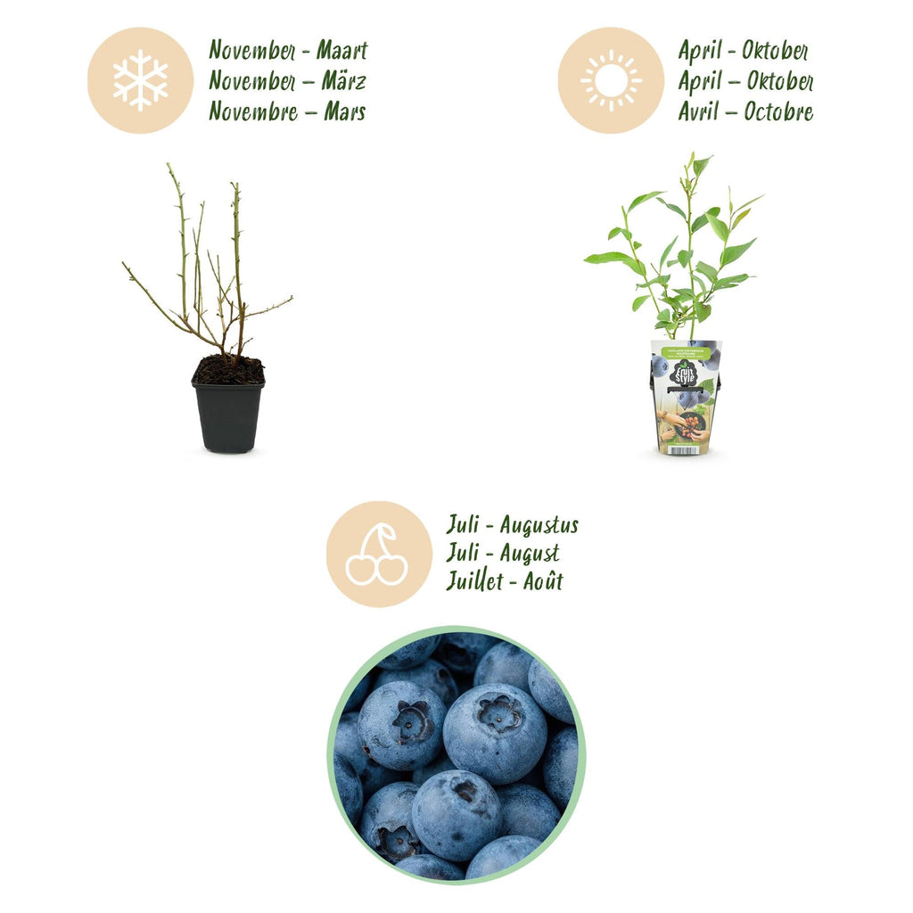 Blaubeere Vaccinium corymbosum Goldtraube winterhart Ø9cm Höhe 30cm – Aromatische Heidelbeere für Garten Balkon & Terrasse