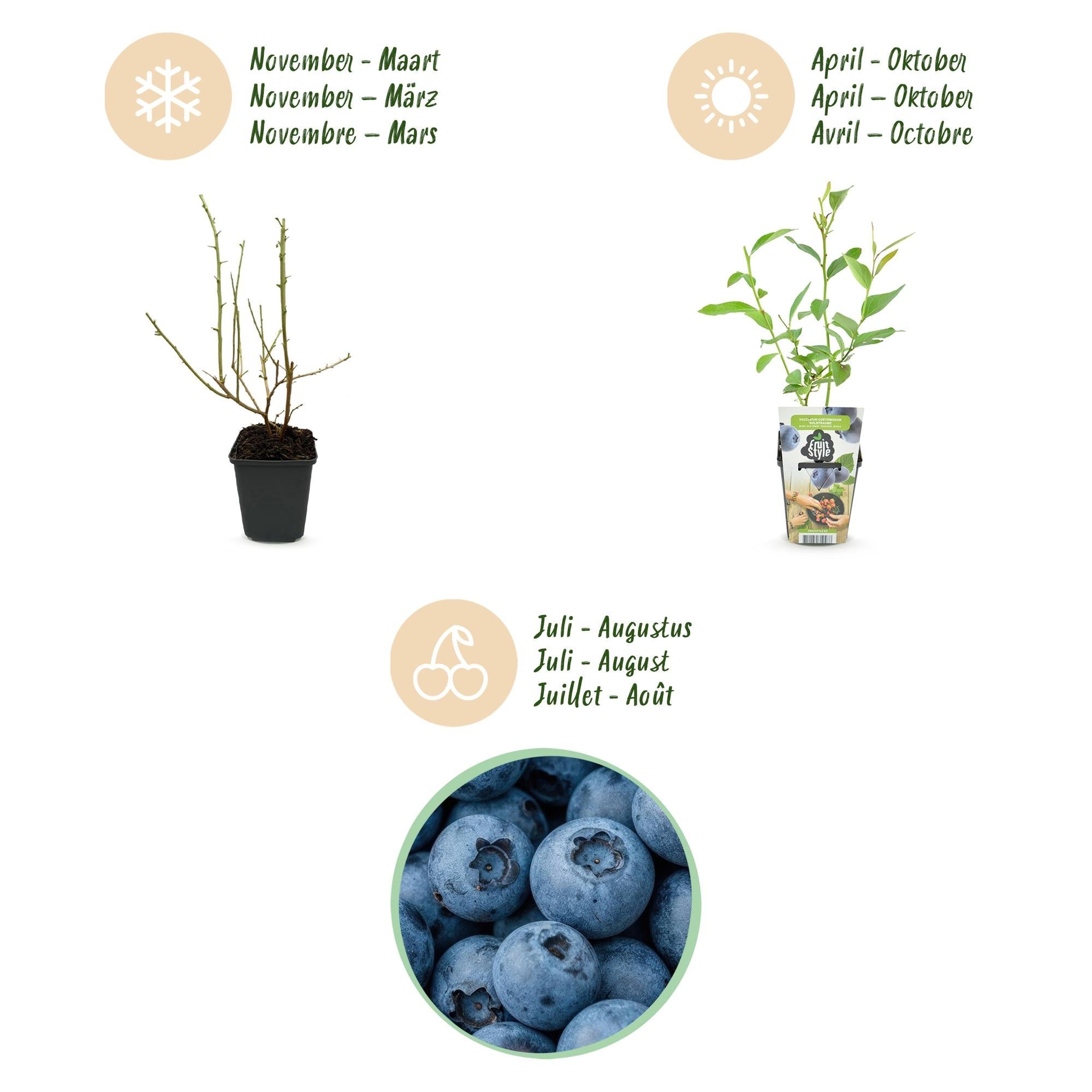 Blaubeere Vaccinium corymbosum Goldtraube winterhart Ø9cm Höhe 30cm – Aromatische Heidelbeere für Garten Balkon & Terrasse