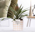 Ananas Rosita in Keramiktopf – Ø12cm ↕35cm – Exotische Zimmerpflanze mit pinker Frucht – Tropische Ananaspflanze im Designer – Keramiktopf – Plant