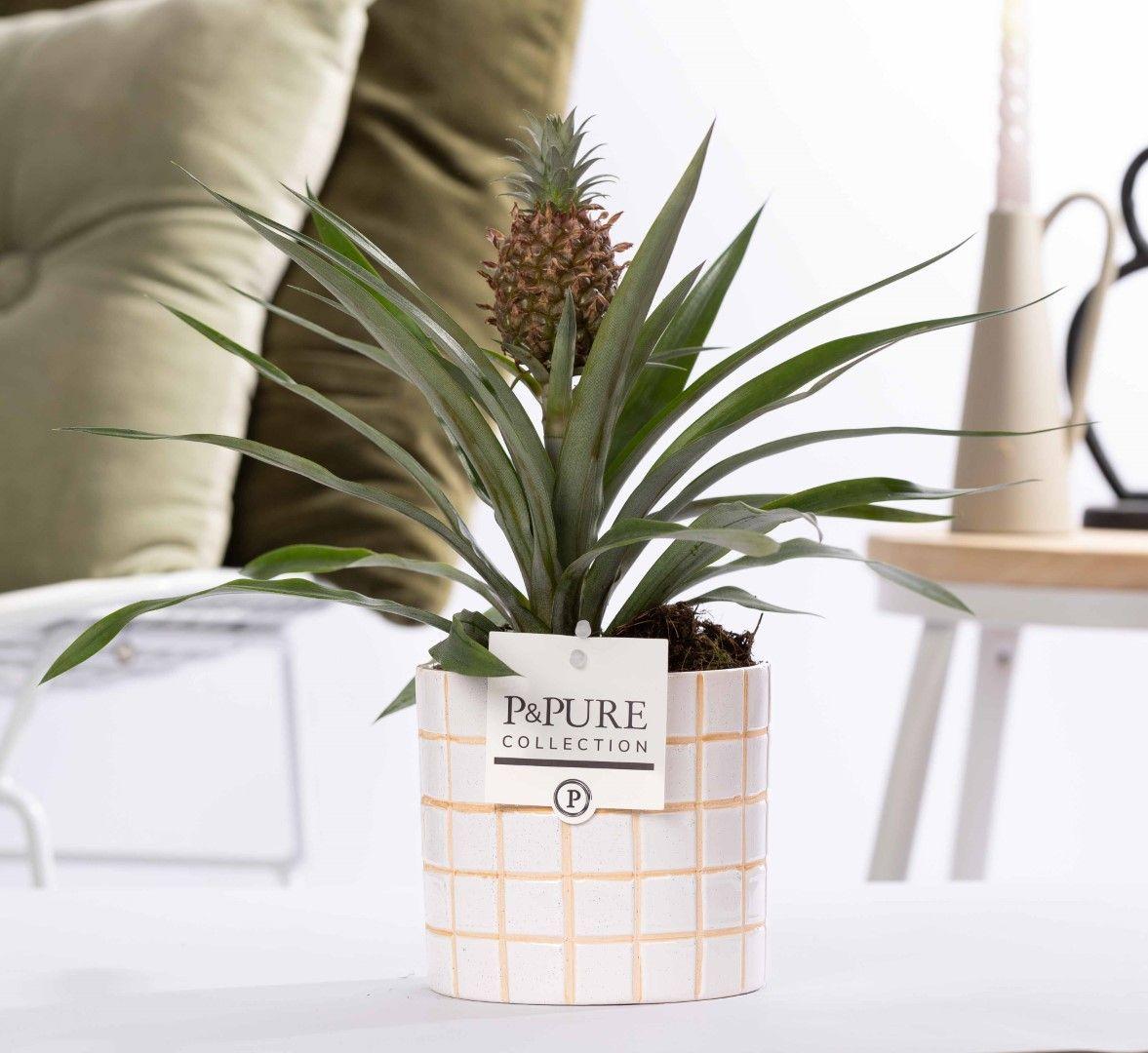 Ananas Rosita in Keramiktopf – Ø12cm ↕35cm – Exotische Zimmerpflanze mit pinker Frucht – Tropische Ananaspflanze im Designer – Keramiktopf – Plant