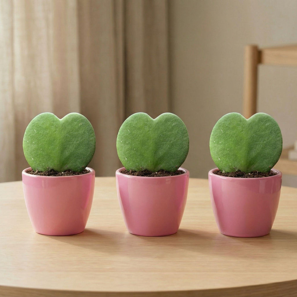 Hoya Kerrii Sweetheart – Herzpflanze im rosa Keramiktopf Ø6cm – Mini Geschenkset mit Lutscher – Pflegeleichte Zimmerpflanze – Plant