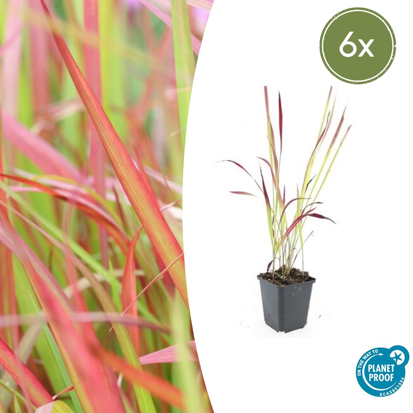 Japanisches Blutgras Imperata cylindrica 'Red Baron' – ↕10-25cm – Ø9cm – Winterhartes Ziergras mit roten Blattspitzen – Plant