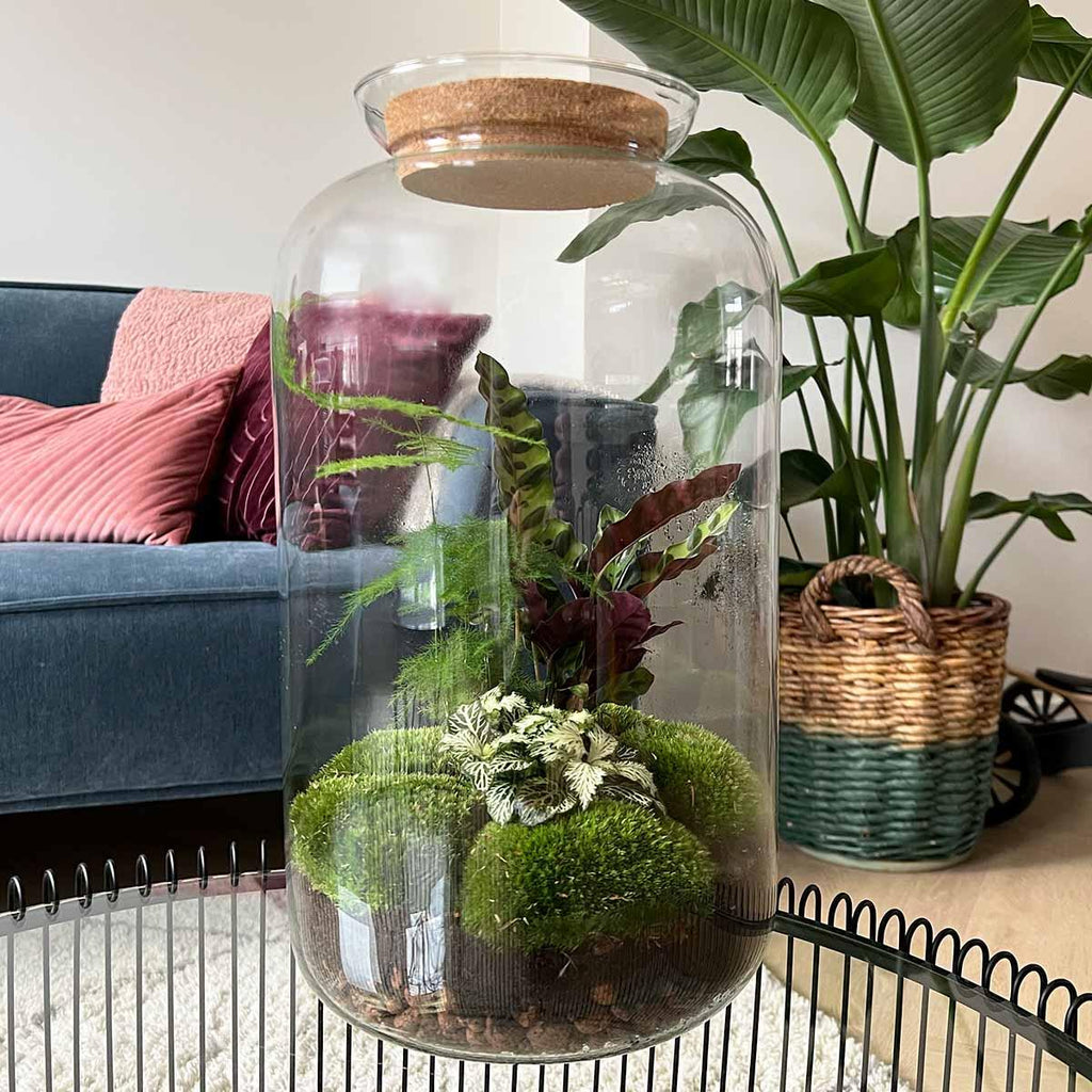 Flaschengarten Botanical Sven XL – DIY Bausatz Terrarium – ↕43cm – Do It Yourself Pflanzen – Set mit Korkdeckel – Autarkes Ökosystem – Plant