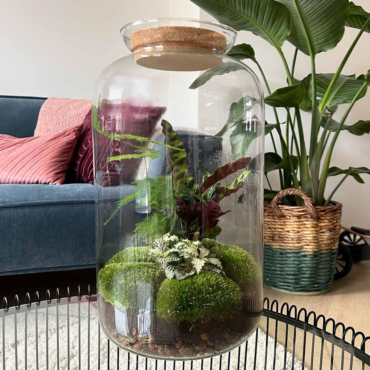 Flaschengarten Botanical Sven XL – DIY Bausatz Terrarium – ↕43cm – Do It Yourself Pflanzen – Set mit Korkdeckel – Autarkes Ökosystem – Plant