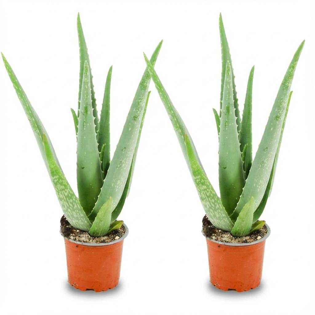 Aloe Vera – 2 Pflanzen – Ø10,5cm – Höhe 35-40cm – Pflegeleichte Sukkulente – Heilpflanze mit fleischigen Blättern – Ideal für Fensterbank & Wohnraum