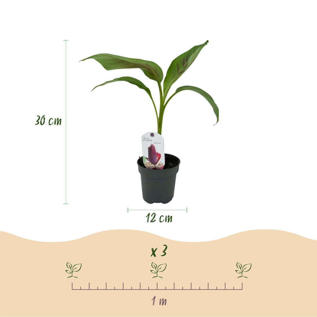 Bananenpflanze Musa sikkimensis Red Tiger – Tropische Gartenbanane – Ø12cm, Höhe ca. 30cm – Plant