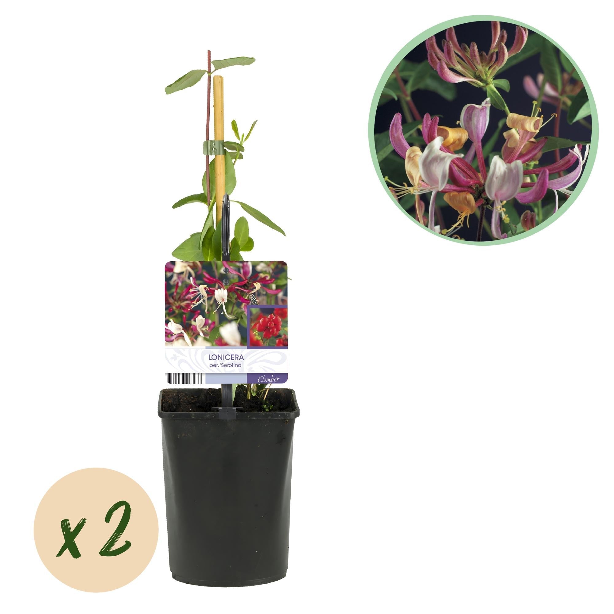 Kletterpflanze Lonicera Serotina – Rosa – Weiße Blüten – Spätsommerblüte – 2 Pflanzen – 11cm x H40cm – Winterhart & Pflegeleicht – Plant