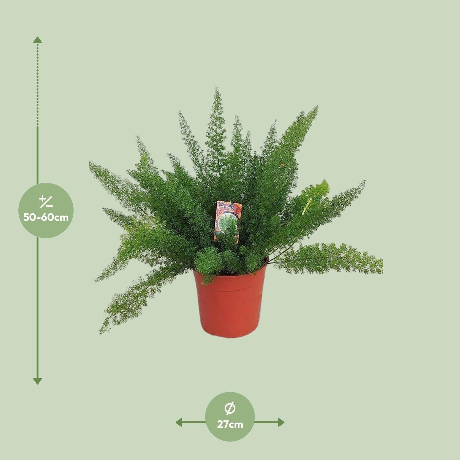 Spargelfarn – Asparagus Densiflorus 'Meyeri' – Zimmerpflanze – Luftreinigend – Ø27cm – ↕60cm – Pflegeleicht & dekorativ – Ideal für Halbschatten – Plant