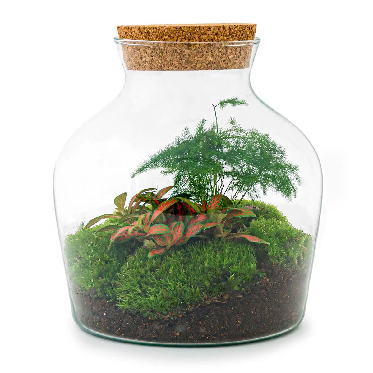 Flaschengarten Little Joe – DIY Bausatz Terrarium – ↕21,5cm – Do It Yourself Pflanzen – Set im Glas – Autarkes Mini – Ökosystem – Plant