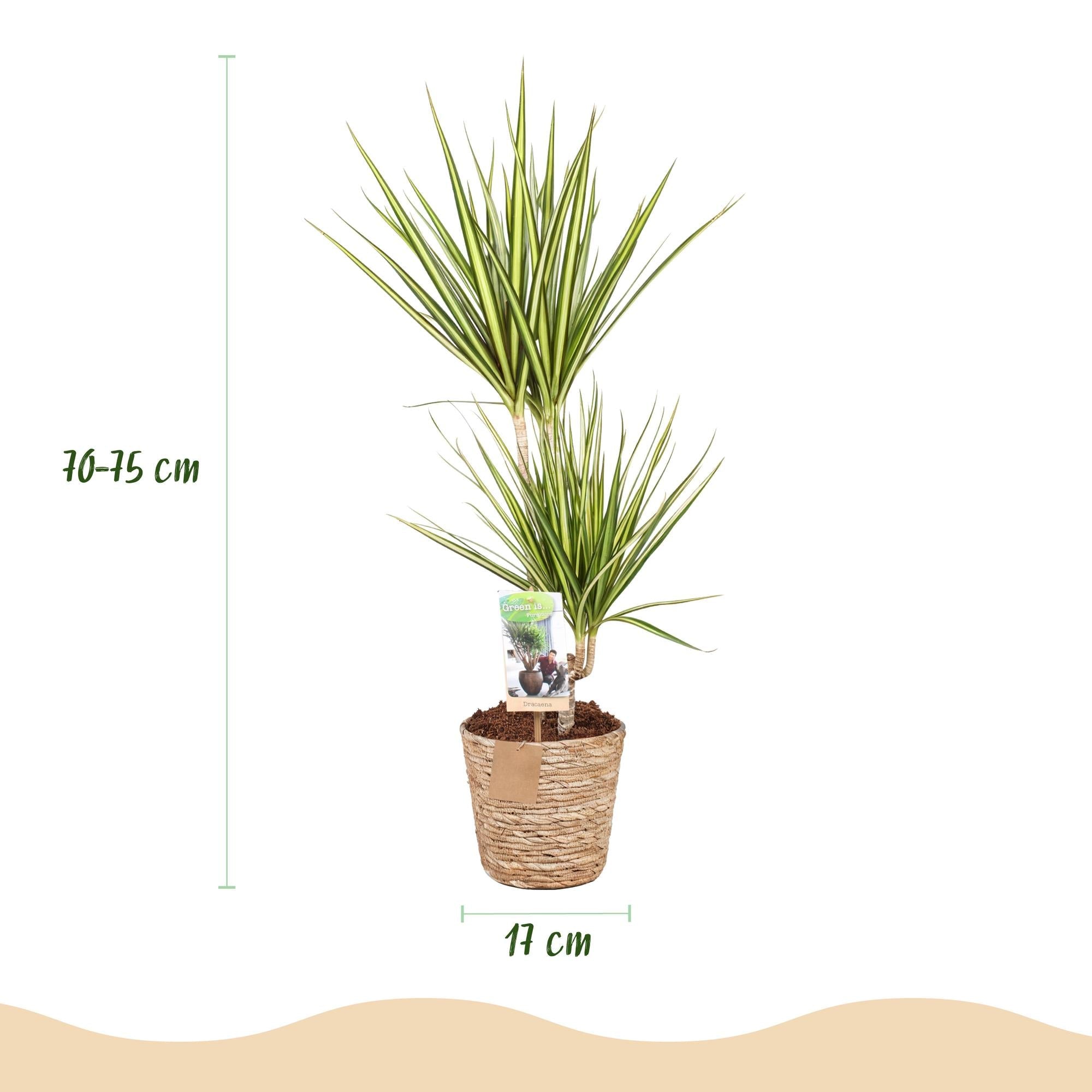 Dracaena Sunray – 70-75cm – 17cm inkl. Naturkorb – Pflegeleichter Drachenbaum – Grün – Gelbes Blattwerk – Plant