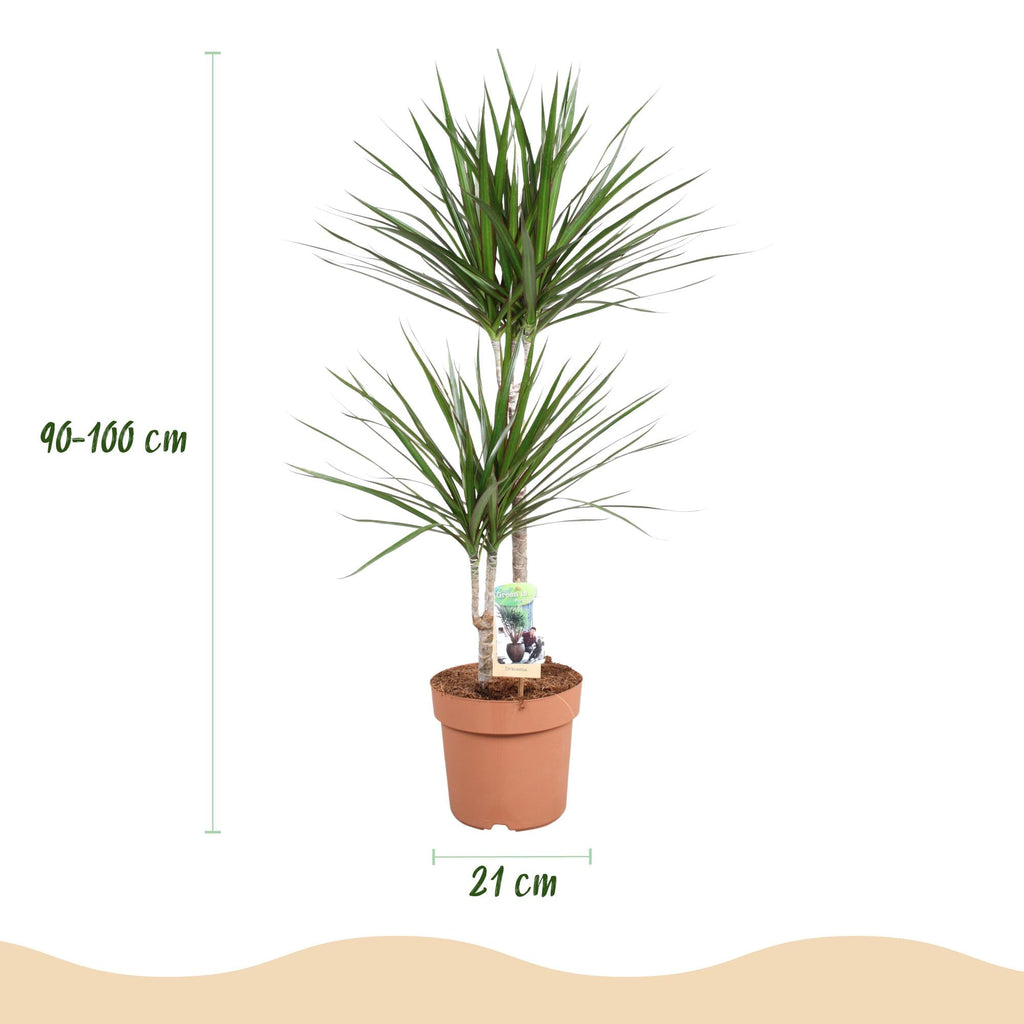 Dracaena Marginata – Drachenbaum – 21cm – Höhe 90-100cm – Pflegeleichte grün – rote Zimmerpflanze für moderne Wohnräume und Bürobereiche – Plant