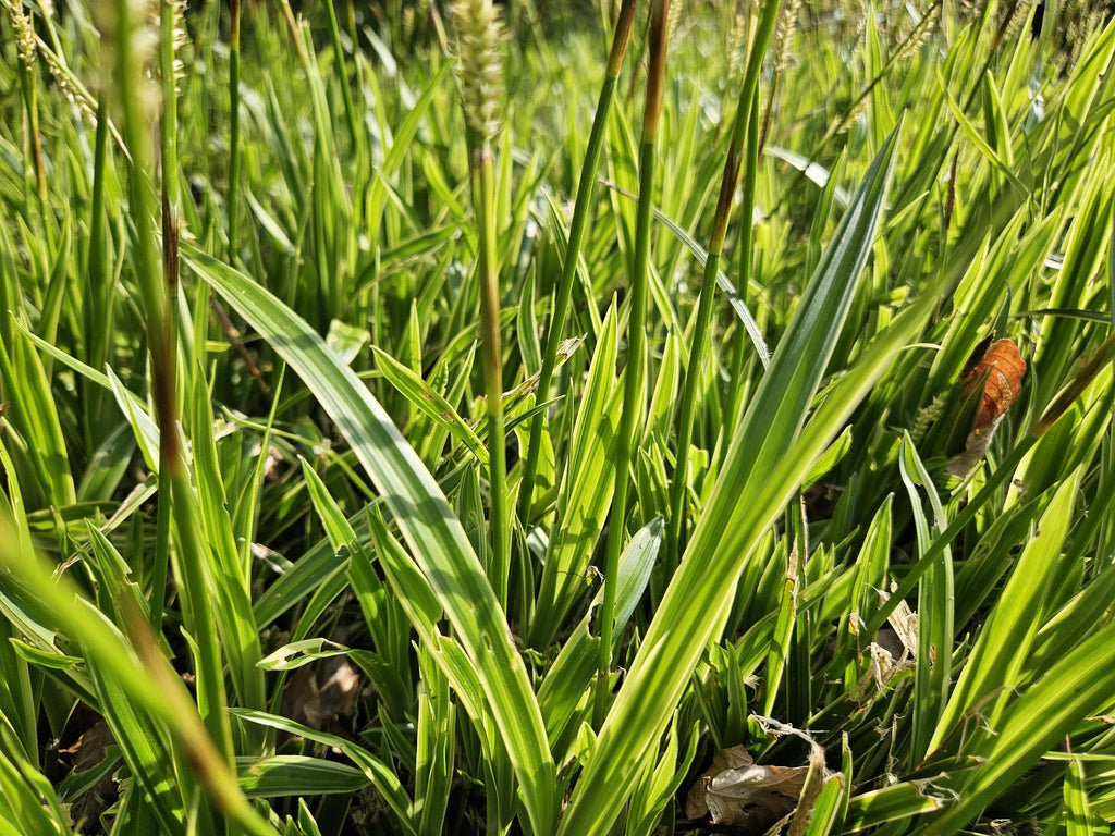 Goldrand Segge Carex morrowii 'Aureovariegata' – ↕10-25cm – Ø9cm – Immergrünes Ziergras & Bodendecker – Winterhart & pflegeleicht – Plant