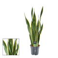 Sansevieria Laurentii XL – Bogenhanf – Ø17cm Höhe ca. 70cm – Pflegeleichte Zimmerpflanze – Luftreinigend – Für Wohnzimmer, Büro & Schlafzimmer – Plant