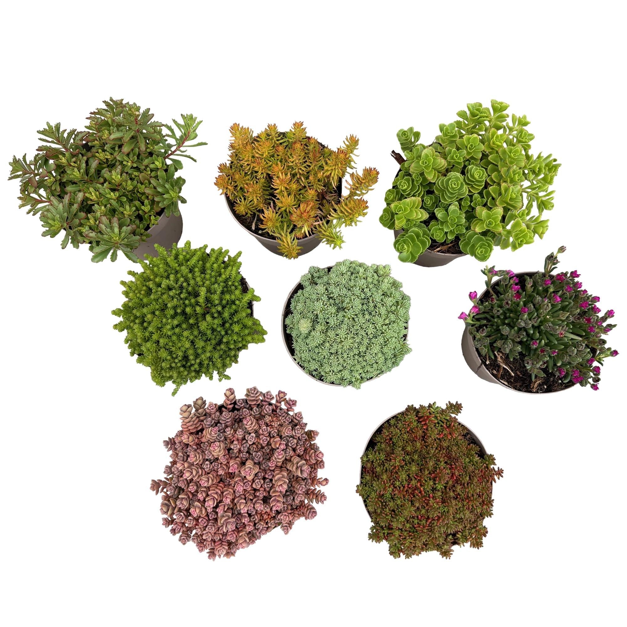 Bodendecker Alpenmischung – 8 Pflanzen – Winterhart & pflegeleicht – Verschiedene Farben – Für Beete, Balkon & Terrasse – Ø14cm H17cm – Plant