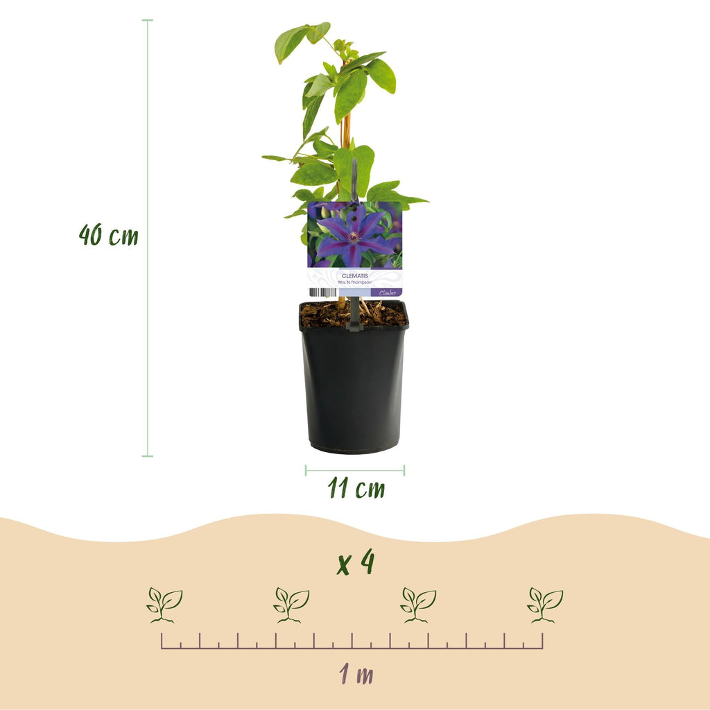 Kletterpflanze Clematis Mrs. N. Thompson – Lila Blüten – Wenig Pflege – 2 Pflanzen – 11cm Höhe 40cm – Für Garten, Balkon & Pergolen – Plant